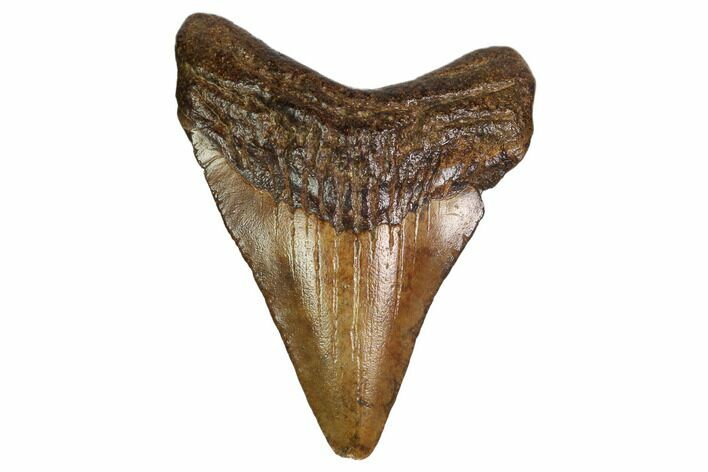 Juvenile Megalodon Tooth - Georgia #158825